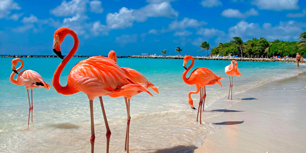 Foto-Dominicana-oblozhka